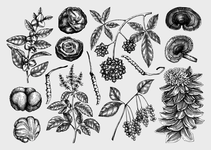 Adaptogenic plant and mushroom sketches set. Hand drawn vector illustrations. Healing herbs, medicinal mushrooms in vintage style drawinds. NOT AI generated